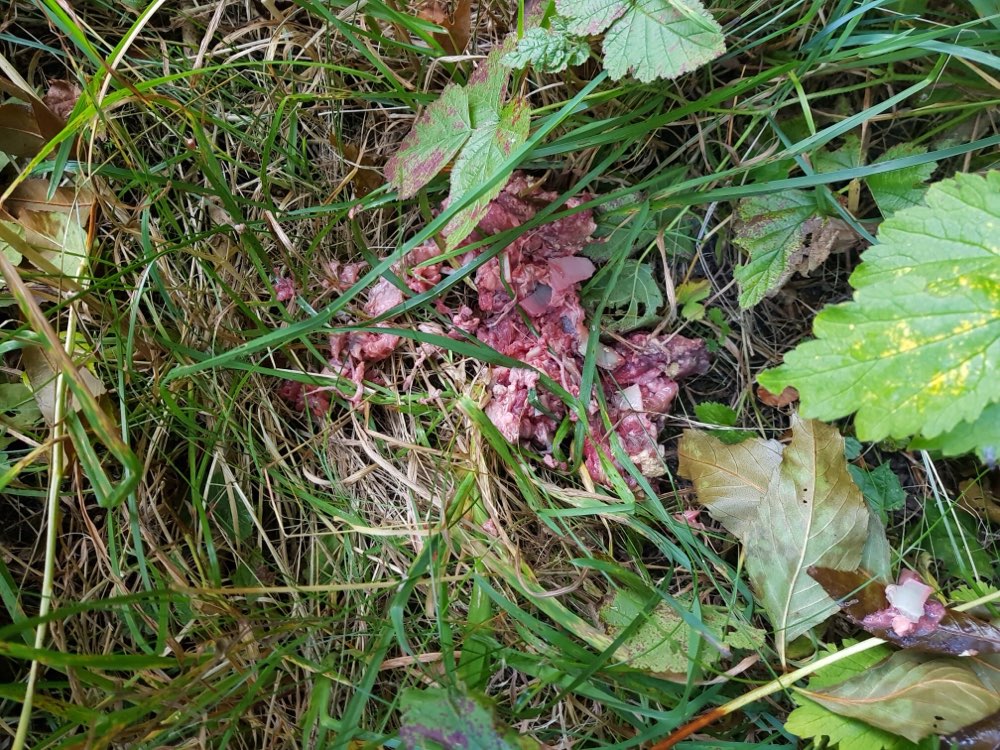 Giftköder-Achtung eventuell Giftköder-Profilbild