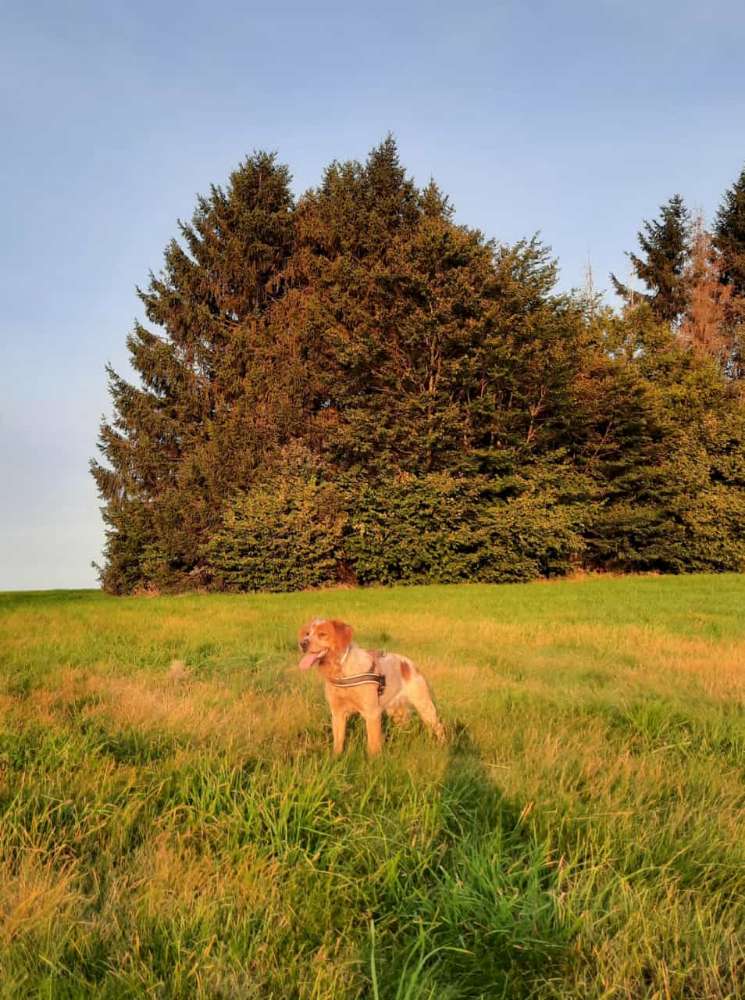 Hundetreffen-Wandern, spielen oder trainieren.-Profilbild