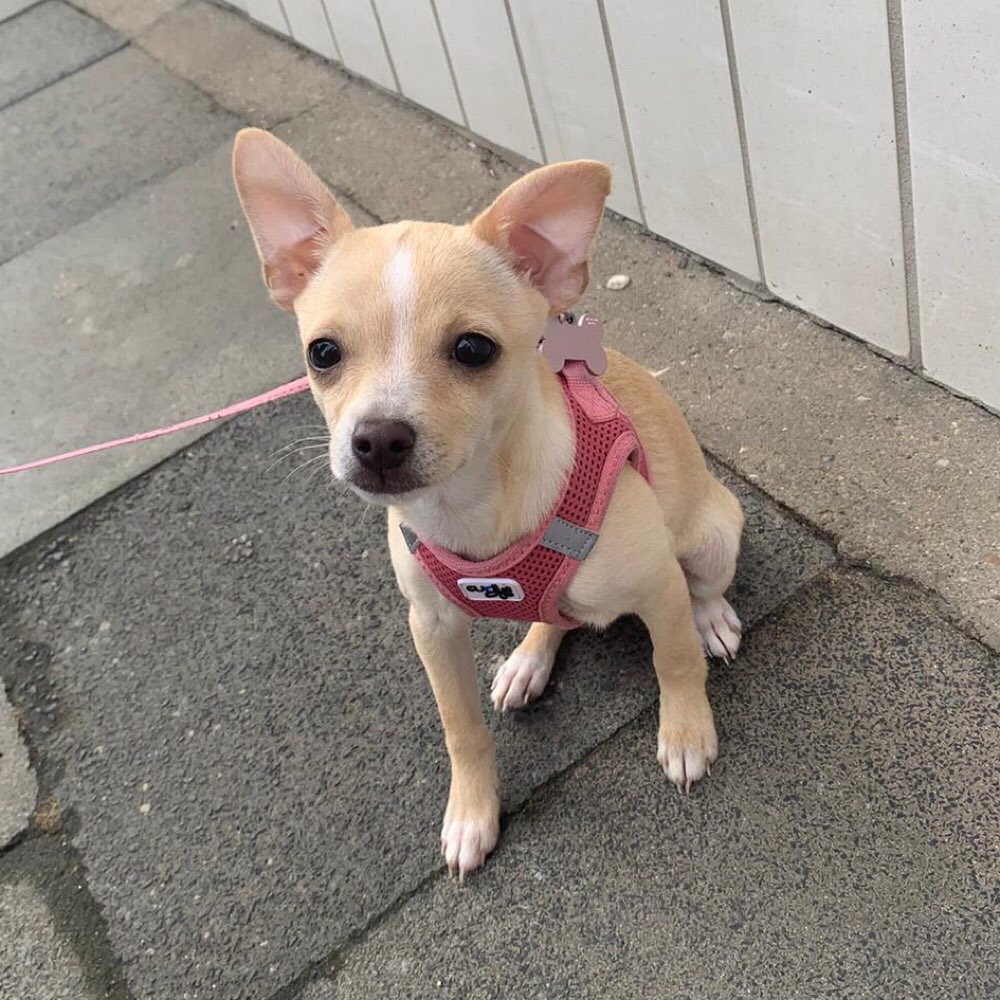 Hundetreffen-Welpentreff-Profilbild