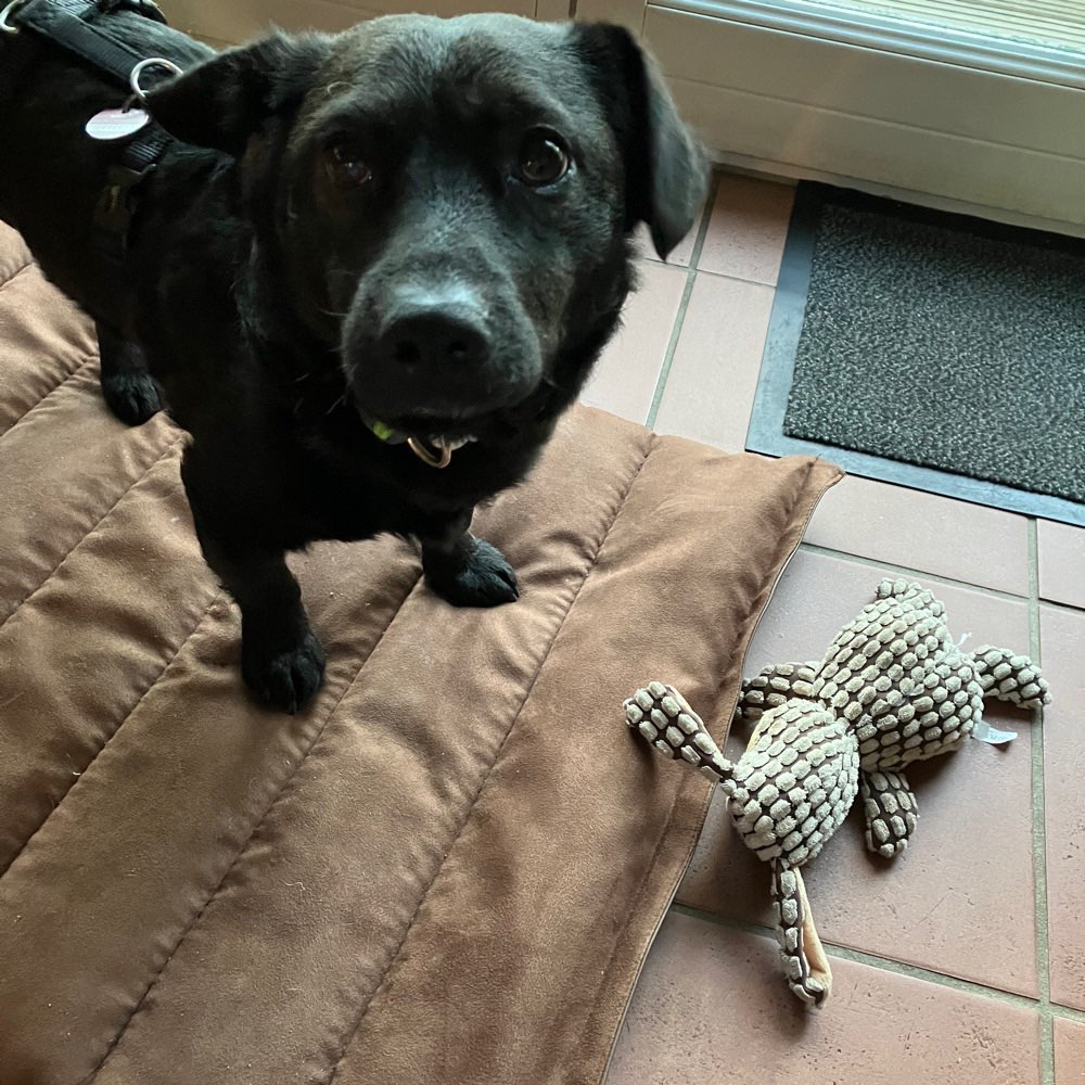 Hundetreffen-Suche Gassi-und Spielrunde für Fluffy-Profilbild