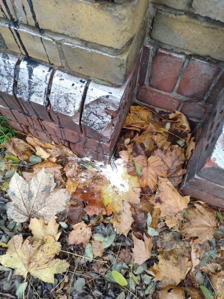 Giftköder-Weiße pulver.-Profilbild