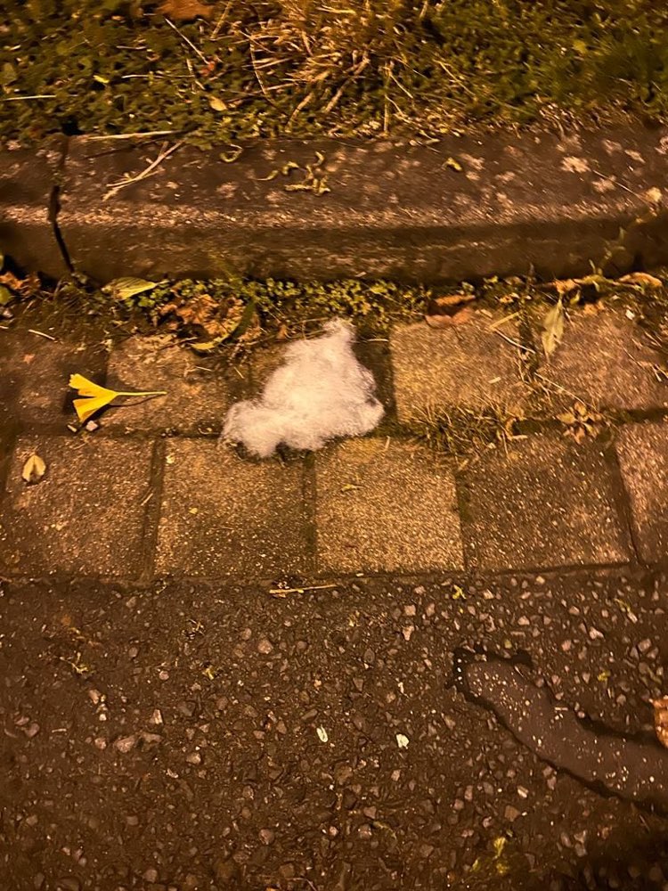 Giftköder-Giftköder-Profilbild