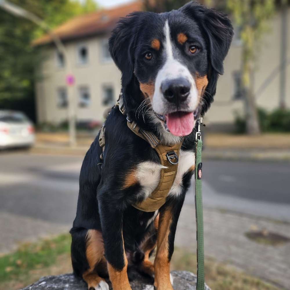 Hundetreffen-Spielpartner gesucht für 7 mon. Welpen-Profilbild