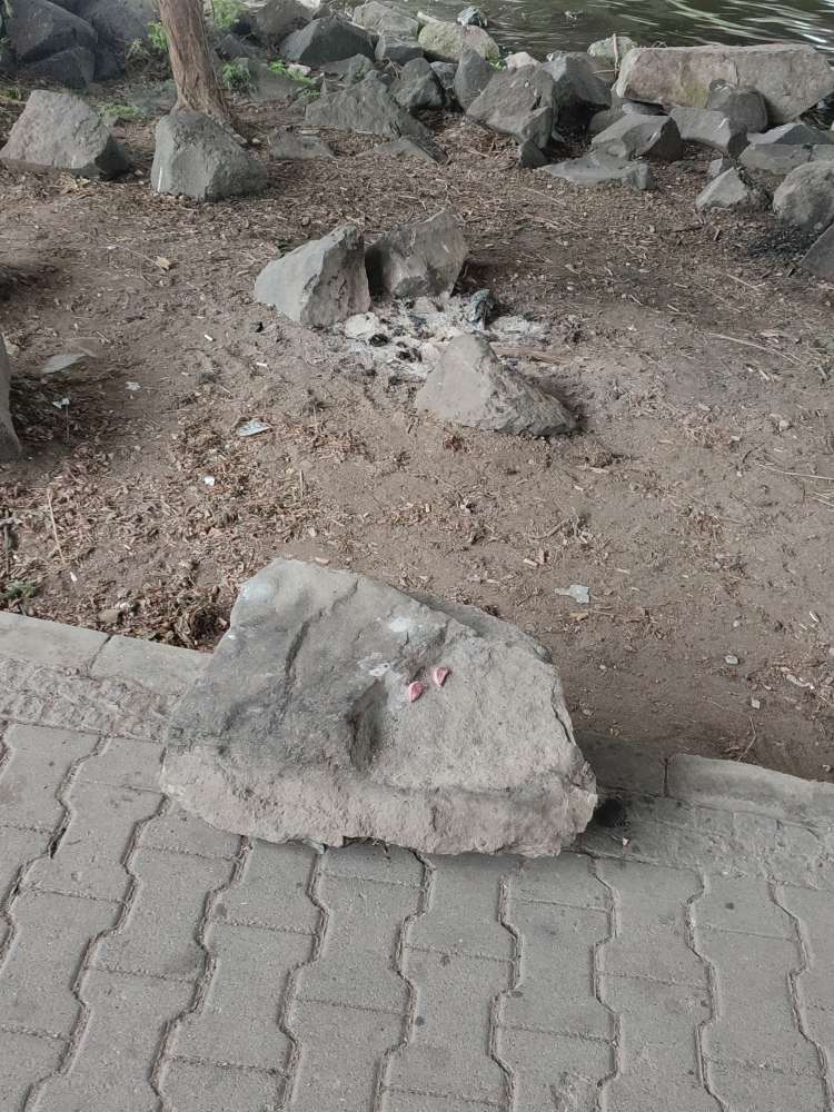 Giftköder-Knoblauch ausgelegt-Profilbild