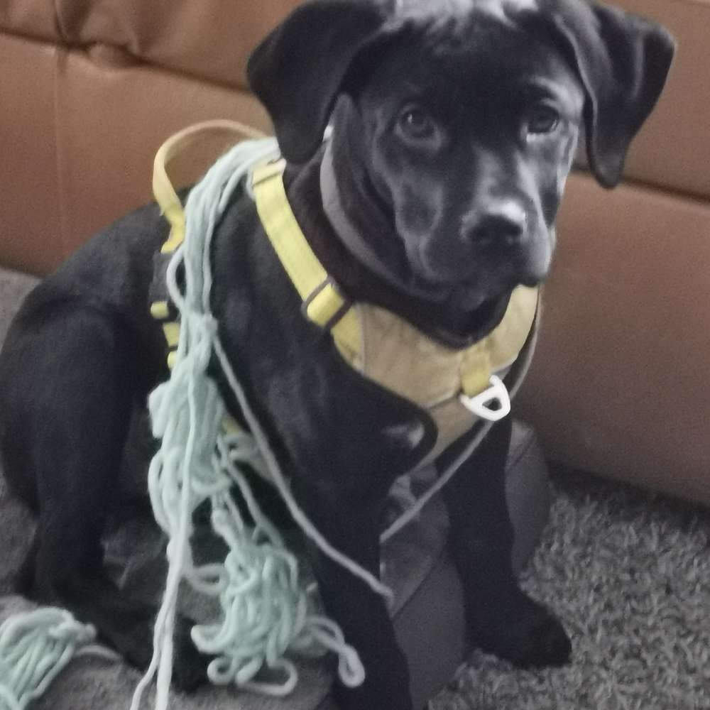 Hundetreffen-Welpe sucht Trainings- und Spielpartner-Profilbild