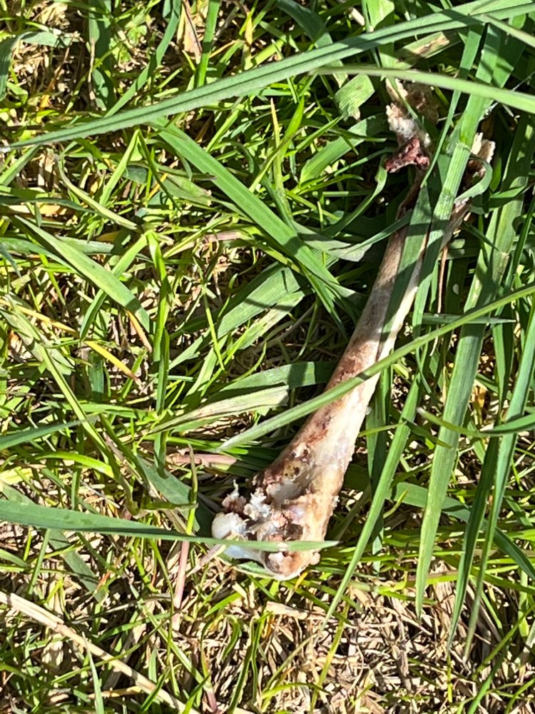 Giftköder-Knochen, wahrscheinlich Huhn-Profilbild
