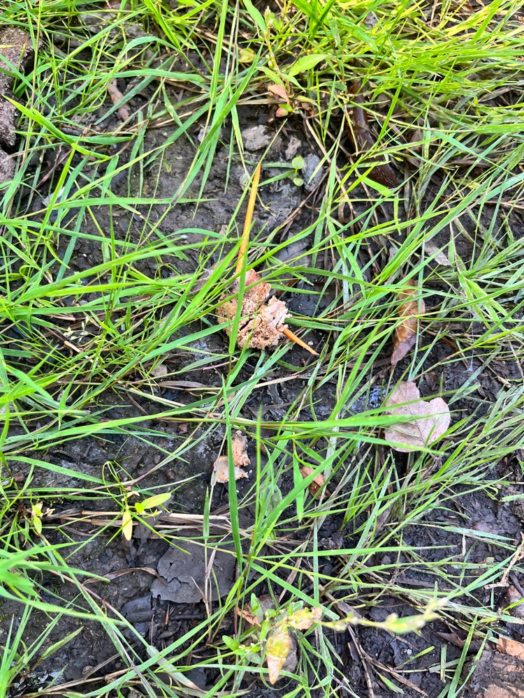 Giftköder-Fleischspieß-Profilbild