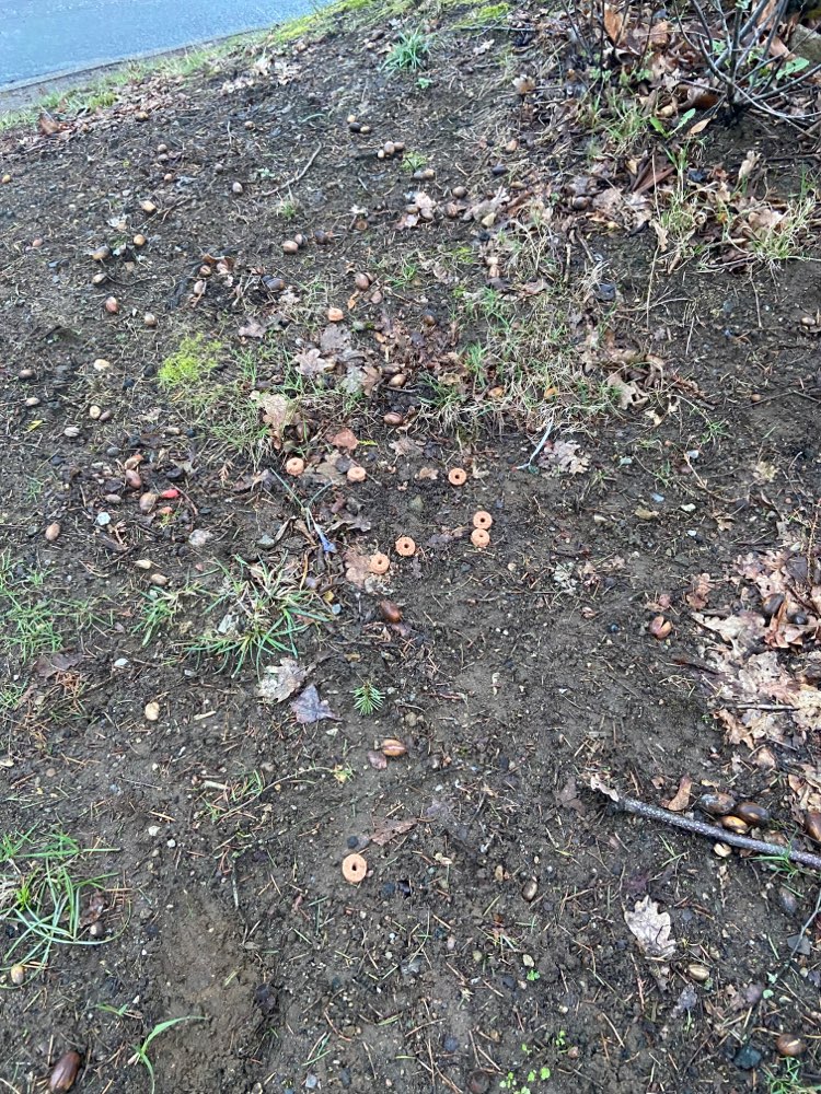 Giftköder-Eventuelle Giftköder als Leckerlies-Profilbild