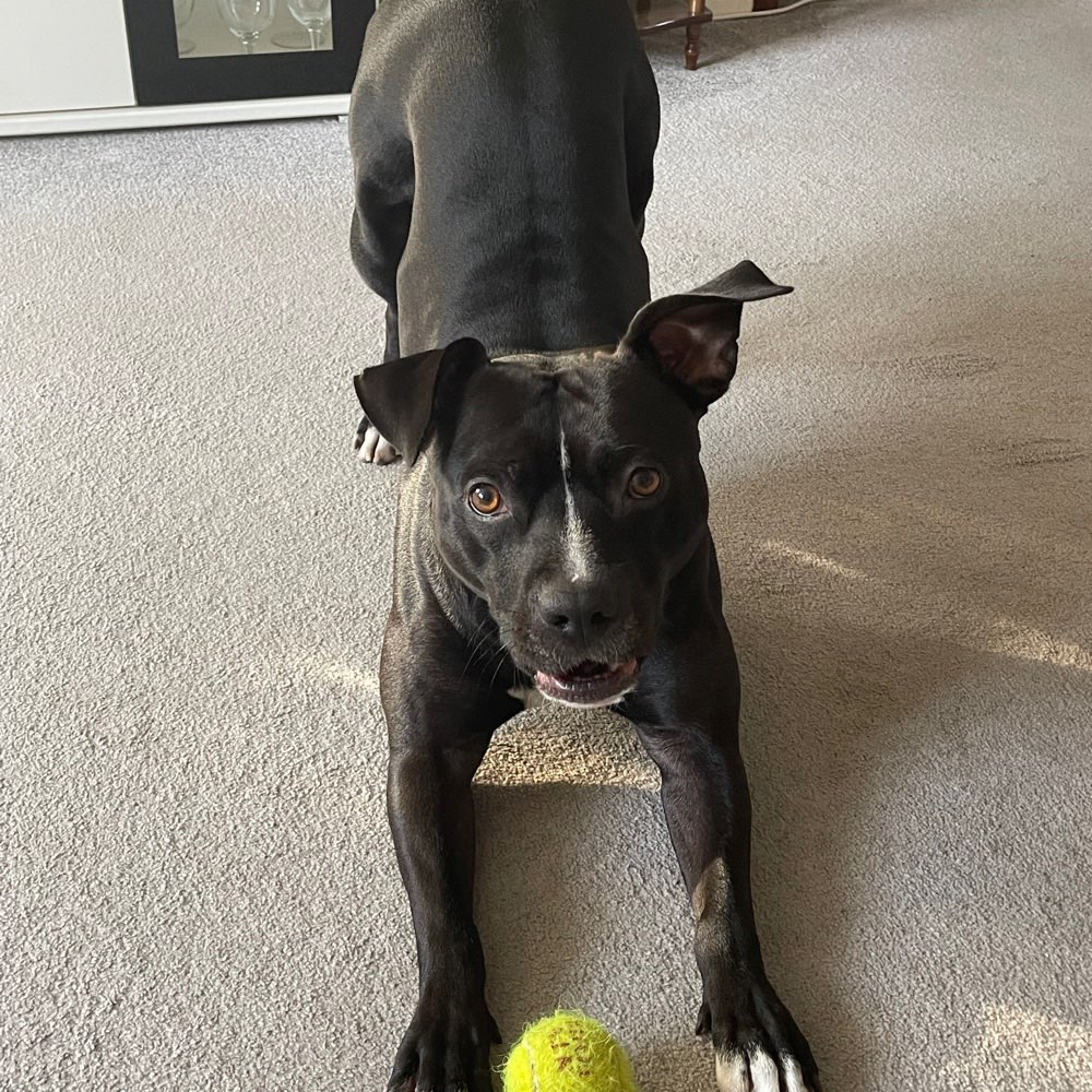 Hundetreffen-Freundin zum Toben gesucht-Profilbild