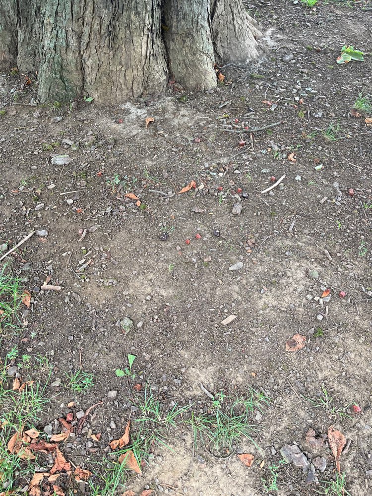 Giftköder-Giftköder - Würstchen-Profilbild