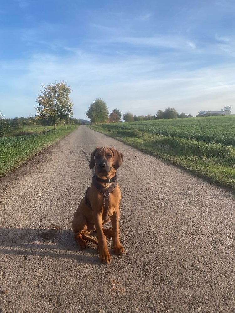 Hundetreffen-Gassirunden und Spielen-Profilbild