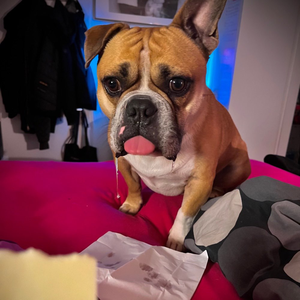 Hundetreffen-Bully Play Date-Profilbild