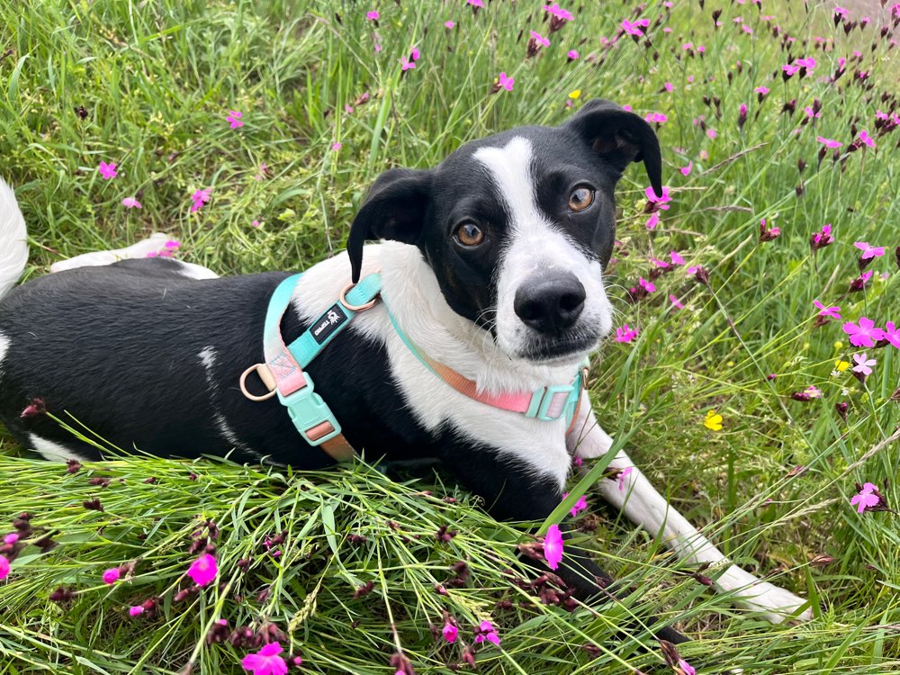Hundetreffen-Spieltreffen-Profilbild