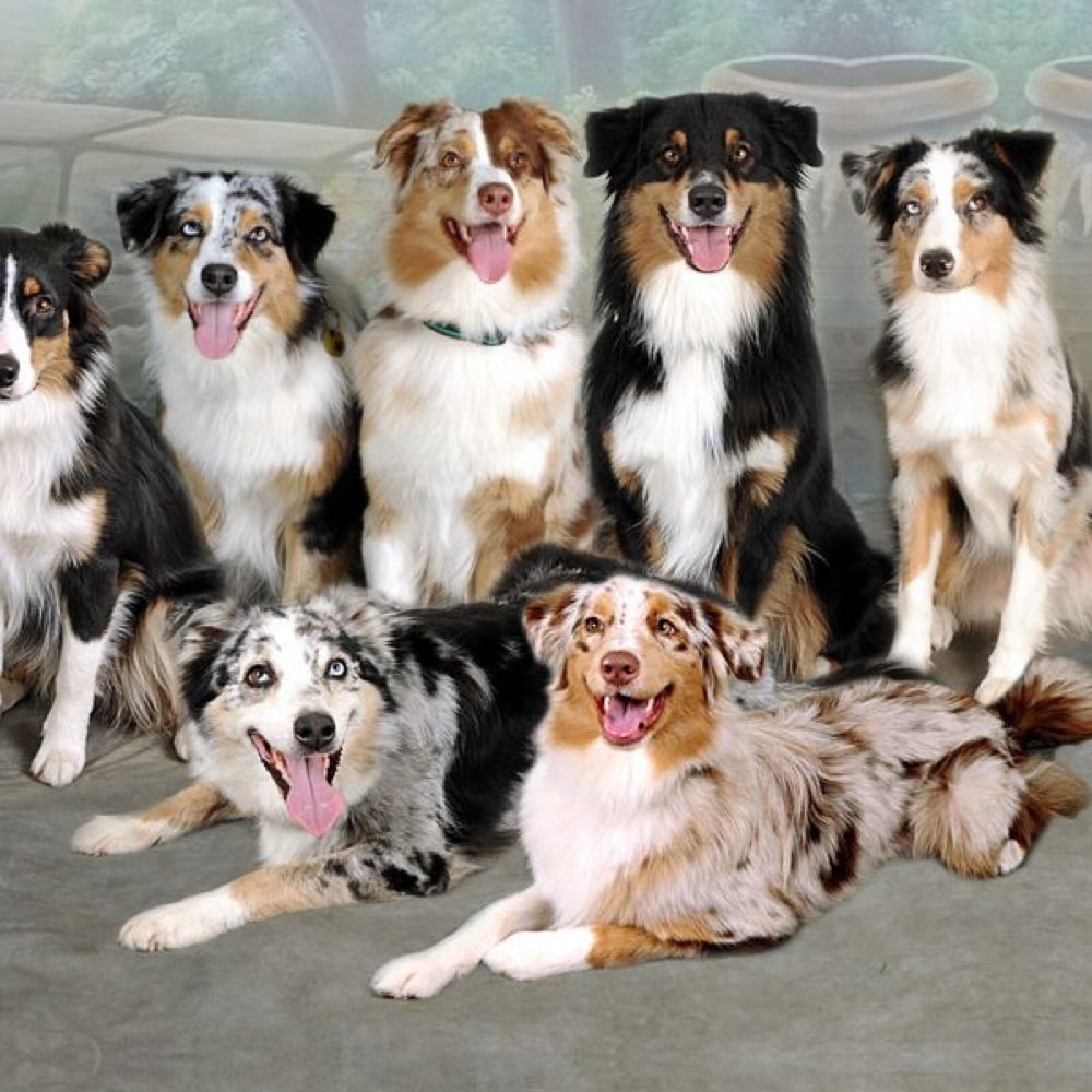 Hundetreffen-Aussie-Treffen nähe Chemnitz (Köthensdorf-Reitzenhain)-Profilbild