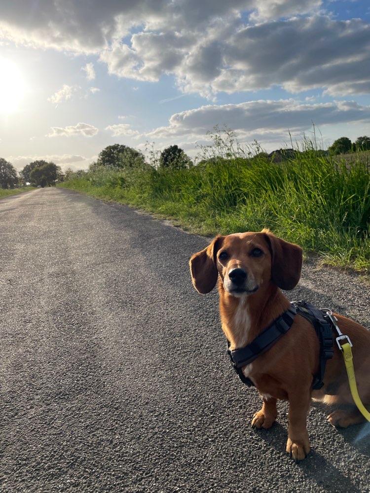 Hundetreffen-Spielkameradininen-Profilbild