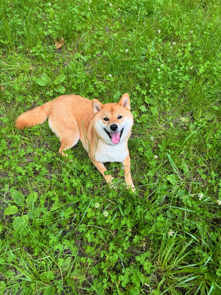 Hundetreffen-Interaktionstraining mit Menschen-Profilbild