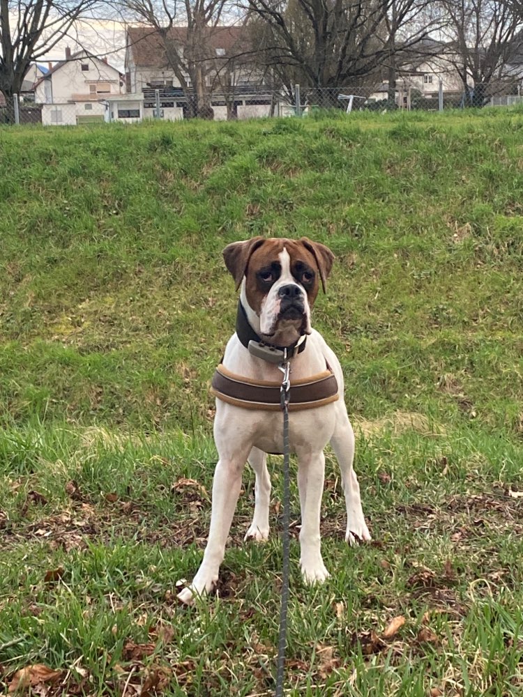 Hundetreffen-Spiel und Trainingstreffen-Profilbild