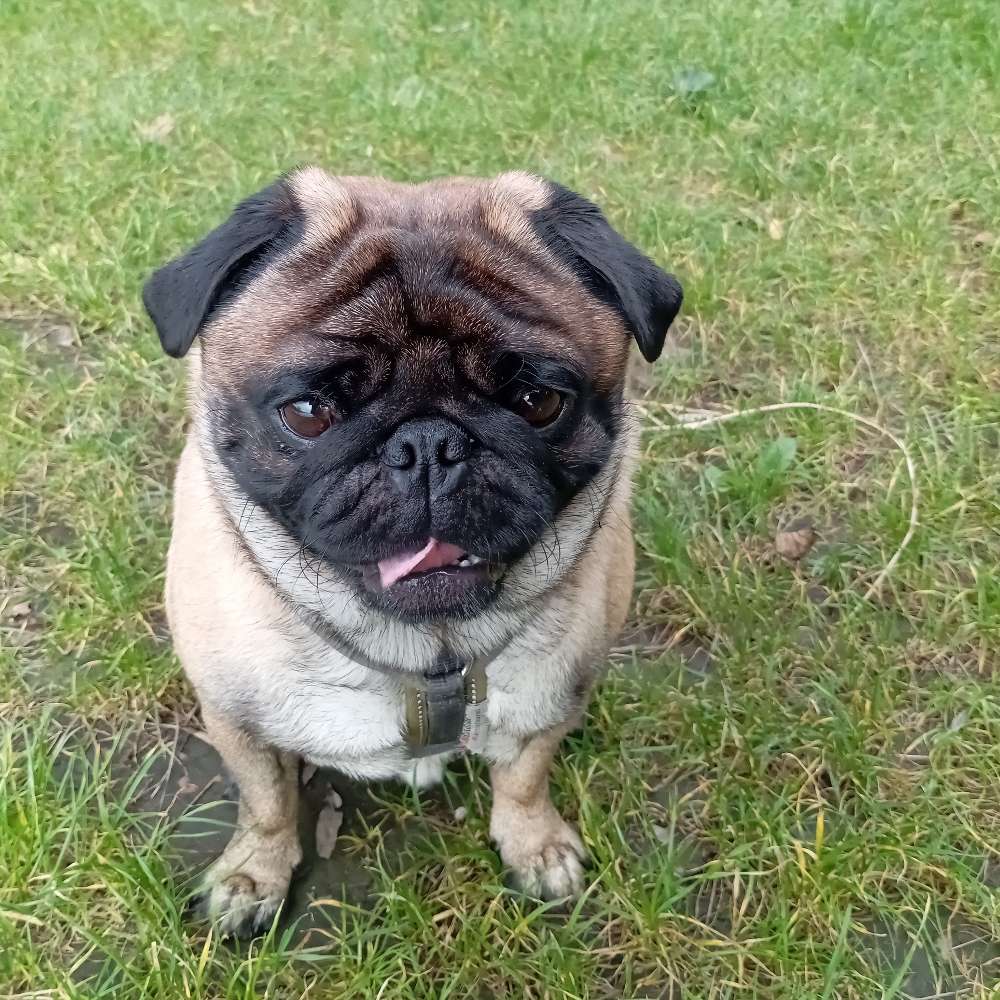 Hundetreffen-Mops sucht Spielfreunde-Profilbild