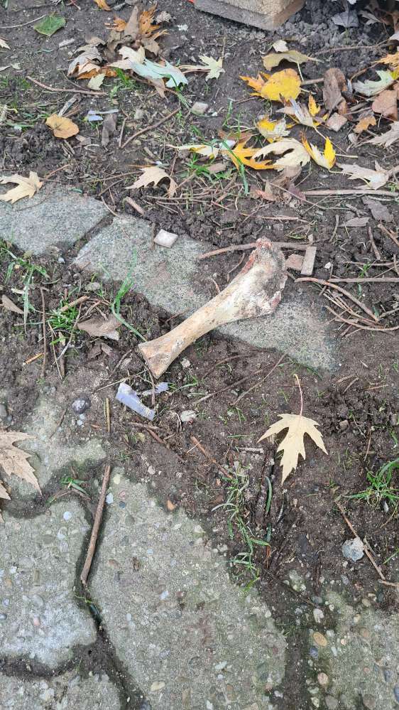 Giftköder-Grosser Knochen-Profilbild