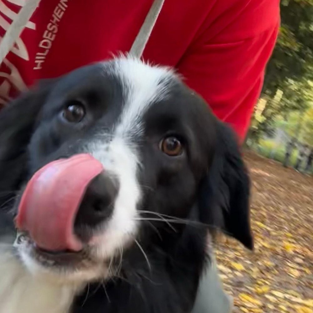 Hundetreffen-Tobe- u. Spielstunden für soziale Hunde (mit sozialen Menschen)-Profilbild