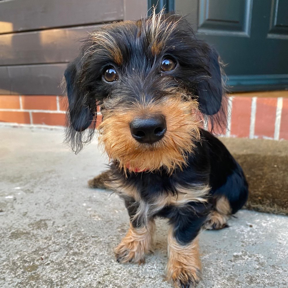Hundetreffen-Spielstunde für Kleine Hunde in der Agra-Profilbild