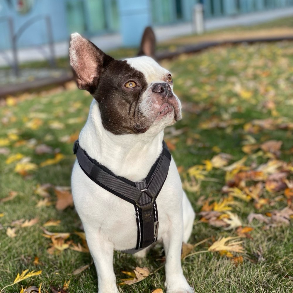 Hundetreffen-Suche nette Menschen mit lieben Hunden für Spaziergänge-Profilbild