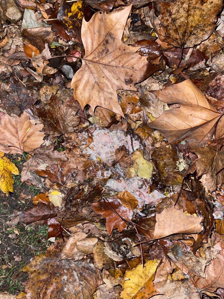 Giftköder-Möglicher Giftköder-Profilbild