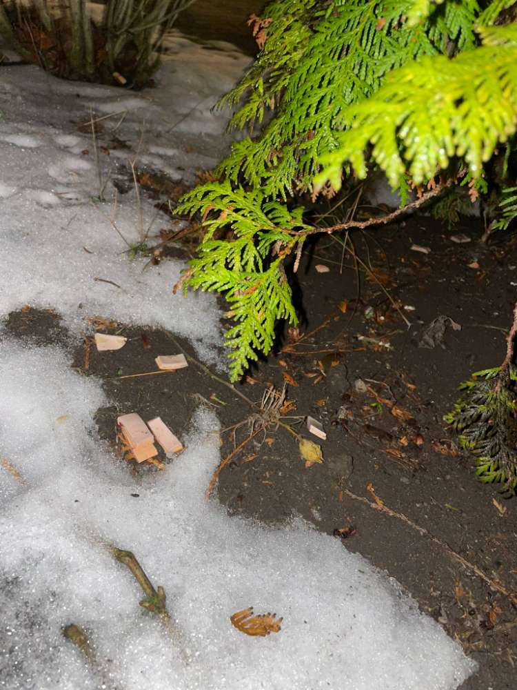 Giftköder-Giftköder-Profilbild