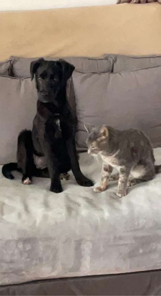 Suchmeldung-Shila-Profilbild