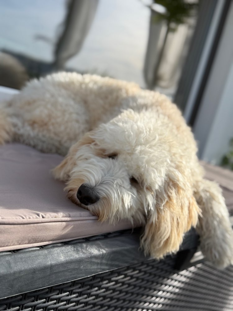 Hundetreffen-Suche einen Spiel und Gassi Kumpel-Profilbild