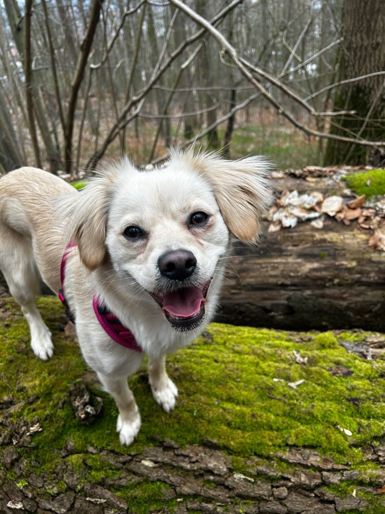 Hundetreffen-Gassirunde / Hundetraining gesucht-Profilbild