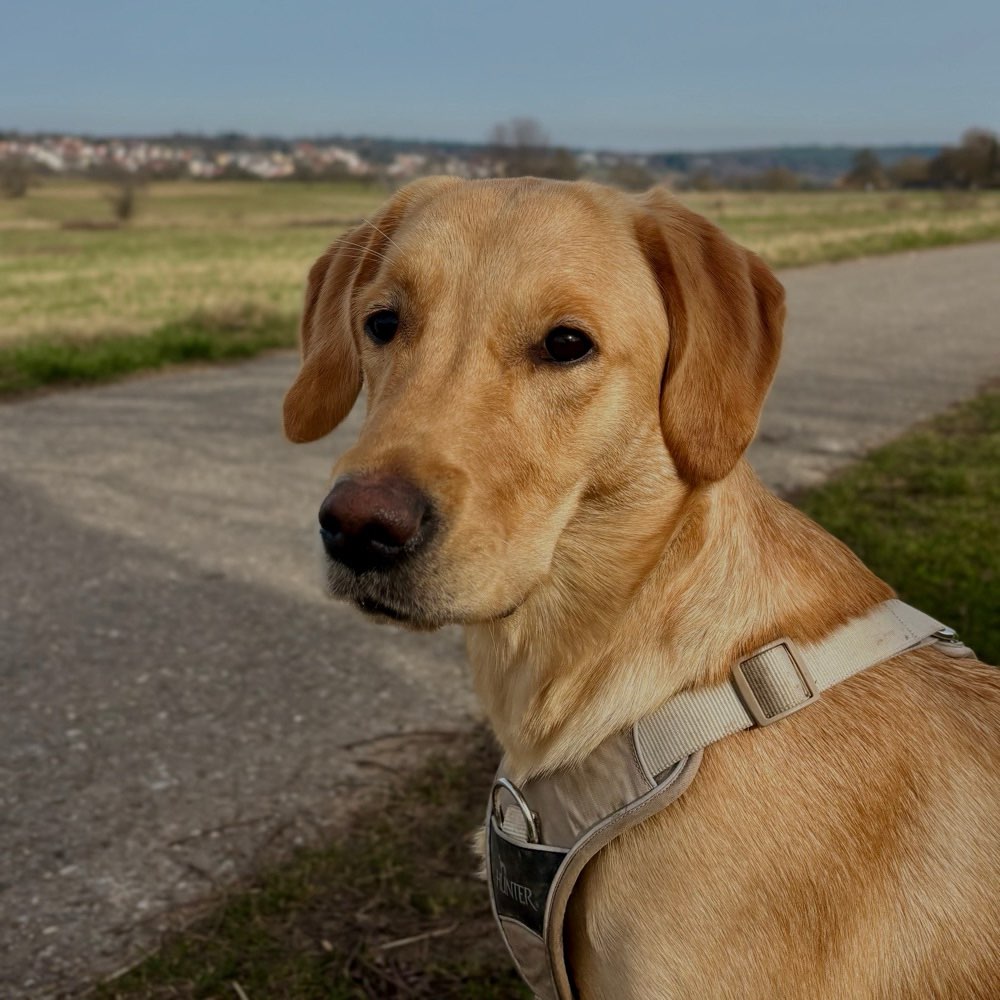 Hundetreffen-Junghunde - Treffen mit Spiel in Straubenhardt-Profilbild