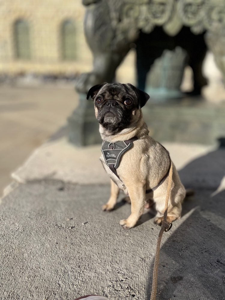 Hundetreffen-Wöchentlich Gassi gehen-Profilbild