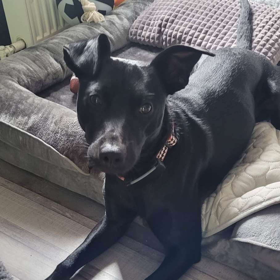 Hundetreffen-Spiel - und Gassifreunde gesucht-Profilbild