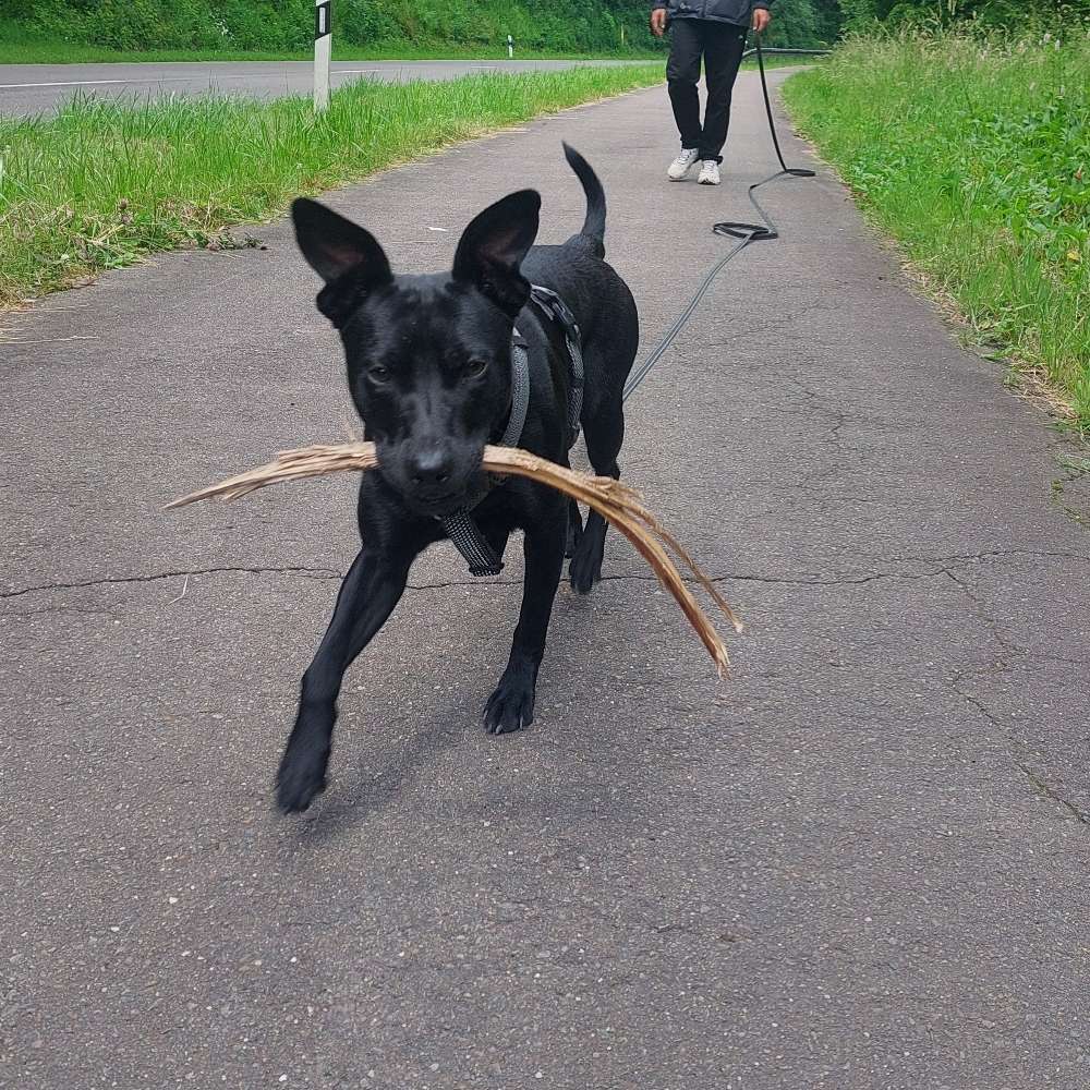 Hundetreffen-Hundefreunde zum Spielen gesucht-Profilbild
