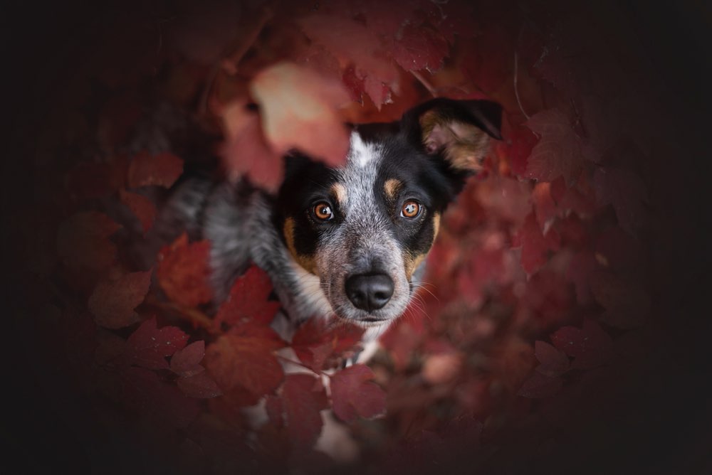 Hundetreffen-Spaziergänge und Sozialisierung-Profilbild