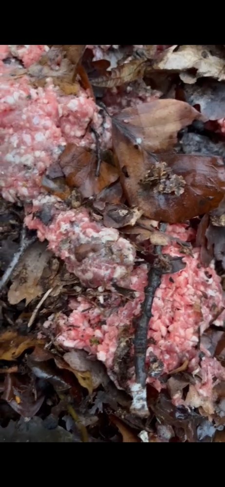 Giftköder-Rohes Fleisch (Mett)-Profilbild
