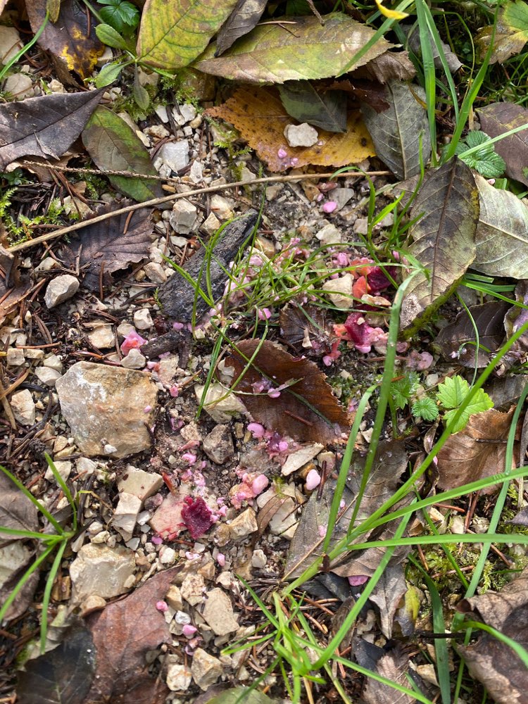 Giftköder-Giftköder-Profilbild