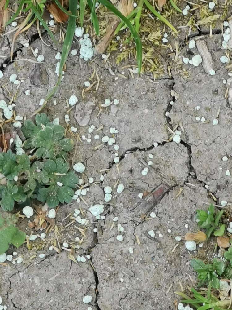 Giftköder-Vermutlich Rasendünger evtl.Blaukorn-Profilbild