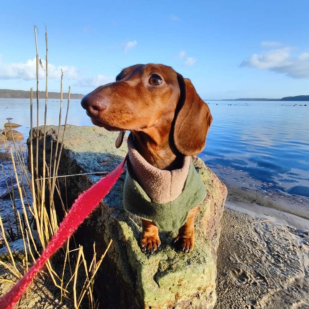 Hundetreffen-Ruhiger Freund für einen verängstigten Dackel gesucht.-Profilbild