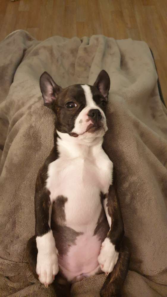 Hundetreffen-Welpentreff-Profilbild