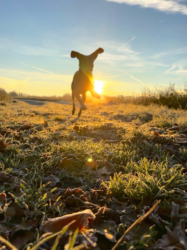 Hundetreffen-Gemeinsame Spaziergänge-Profilbild