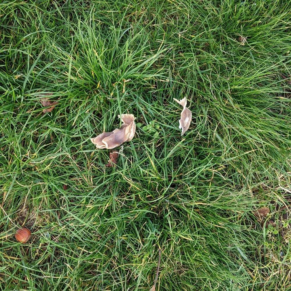 Giftköder-Baconstücke/Fleischstücke-Profilbild