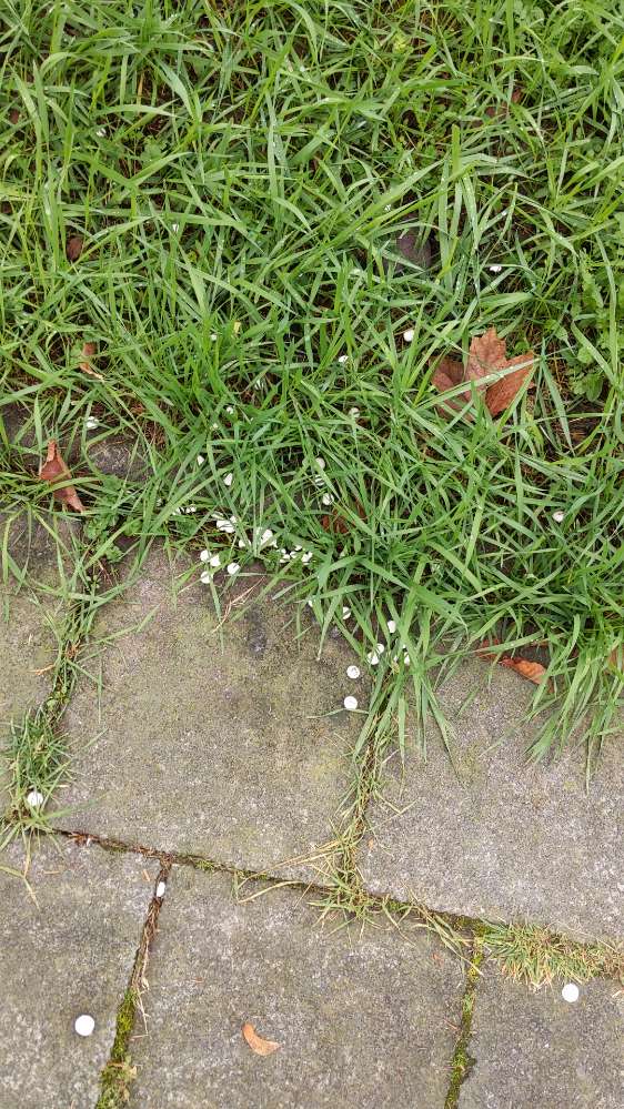 Giftköder-Weiße Tabletten im Gras-Profilbild