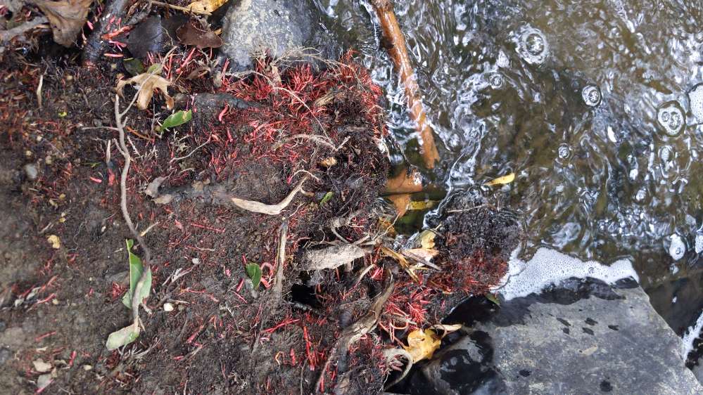 Giftköder-Rotalgen am Ufer-Profilbild