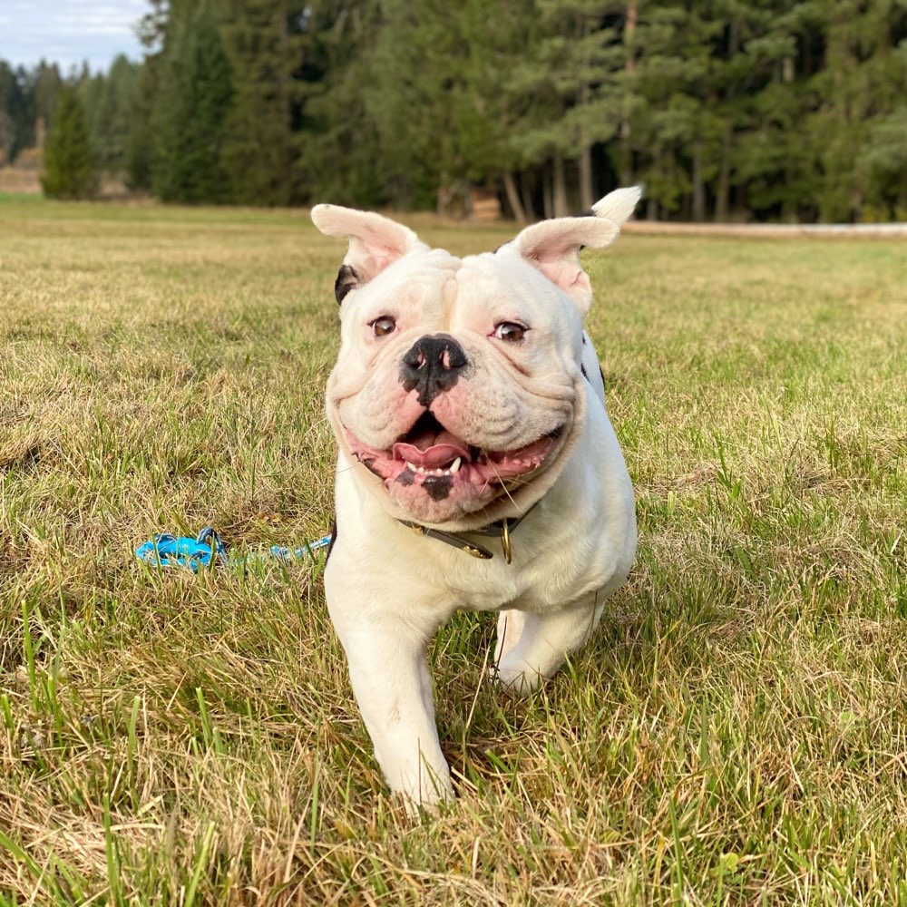 Hundetreffen-Suche Hundefreunde für spielen/ Gassi gehen :)-Profilbild