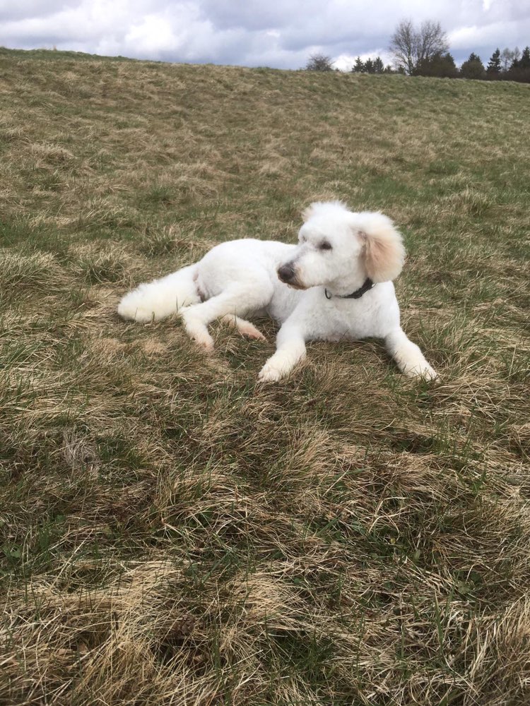 Hundetreffen-Gassi gehen und spielen-Profilbild