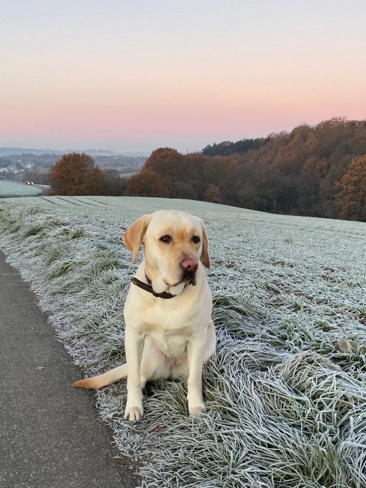 Hundetreffen-Hundefreunde gesucht-Profilbild