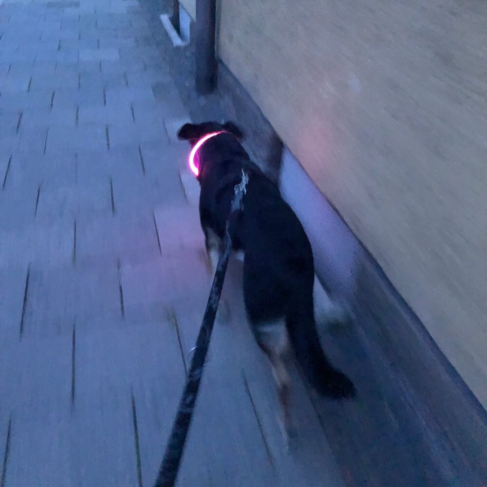 Hundetreffen-Spontane Gassirunden zsm-Profilbild
