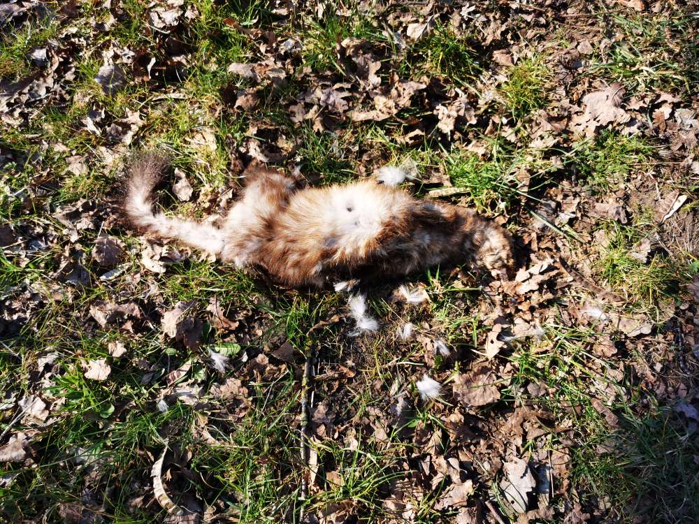 Giftköder-Toter Marder-Profilbild